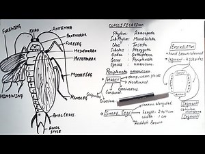 Morphology of Cockroach Class 11 || Periplaneta Americana Class 11