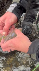 4.9K views · 68 reactions | The Washington Department of Fish and Wildlife (WDFW) is asking anglers to collect scale samples from winter steelhead in Southwest Washington. The goal is to learn more about the age of the steelhead population. | Addicted Fishing | Facebook