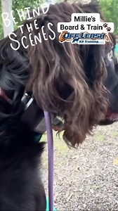 Meet Millie the Boykin Spaniel! Millie's mom enrolled her in our...