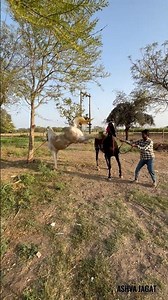 The horse kicked the mare hard and she narrowly escaped 😱😳 #horses #horseforsale #marwarihorse #m...