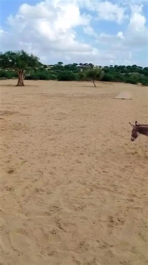 1M views · 2K reactions | Donkeys in Ground #animals #ytshorts...