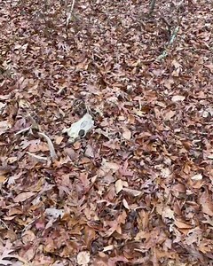 What you find #whitetail #deerseason2021 #deerseason #buck #bucks #deerhunting #bagrbuckcustomhydrographics | Bag R Buck | Facebook