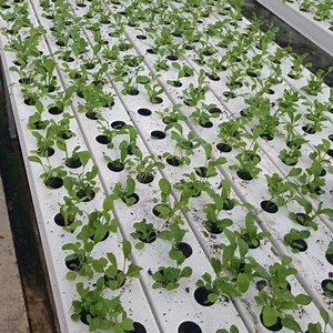 [Hot Item] Water Culture Hydroponics Soilless Farming Techniques Hydroponics Greenhouse Kits
