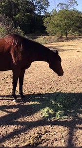 This two week appeal is just flying past. Don't miss your chance to buy a $5 breakfast for a rescue horse. https://www.horserescue.com.au/main/2016winterappeal | Horse Rescue Australia