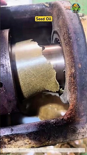 Seed to Oil: The Pre-Press Frying of Rapeseed 🏭🔥