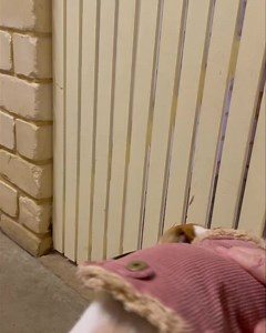 Molly | Camelot Pet Resort