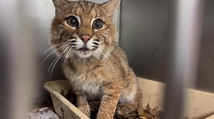 Bobcat update! Two weeks ago we received this adult female bobcat after she suffered a car strike and required a surgical repair for a jaw fracture. She is feeling better! She is eating, healing and well on her way to recovery! Bobcats are an endangered species in New Jersey. She will need care and support for at least another 2 weeks for recovery. We will keep you posted on her progress. Enjoy the video! Thanks for the large box Chewy! See our original post about this bobcat here https://www.fa