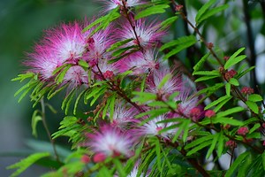 How To Grow A Mimosa Tree - Garden Guides
