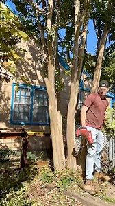 Have you committed Crepe murder?! #crepemyrtle #learnonreels | Nik and Liv DIY