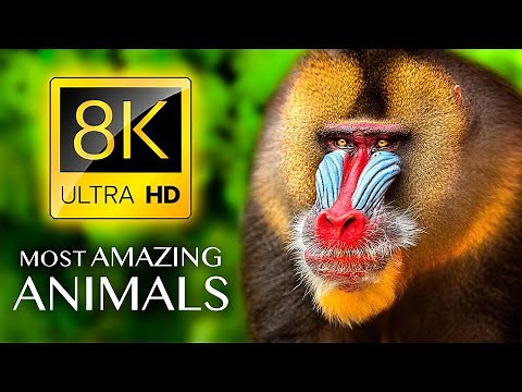 THE MOST AMAZING ANIMALS 8K ULTRA HD