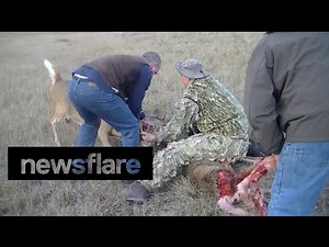 Coyotes attack whitetail deer locked in antlers of another deer.