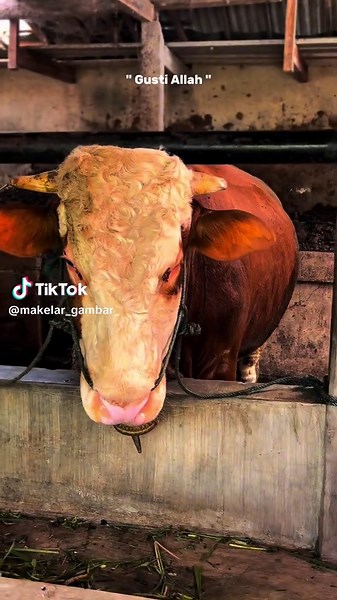 Makelar Gambar Sapi on TikTok