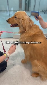 18 reactions · 3 comments | Look at that zen face! This pup is...