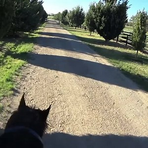 Harlem and Sin To Win on the way to some hurdles, which we use to change up their routine and keep them mentally fresh 👌🏼 The old boys are full of character and still act like two-year-olds. Filmed from the back for Harlem 👏🏻 | Lindsay Park Racing