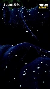 It's snowing now in Fouriesburg, as per our forecast. Wanita and friends are loving it! We have confirmation of snow falling in Clarens too. Please shoot horizontal videos if you can though please everyone. More photos at https://snowreport.co.za/latest-snow-photos/ Send photos and videos to us via whatsapp to 081 251 8029 Join our whatsapp channel at https://whatsapp.com/channel/0029VaDgEe6KmCPUeD2jJV0t See https://snowreport.co.za for the forecast. | Snow Report SA