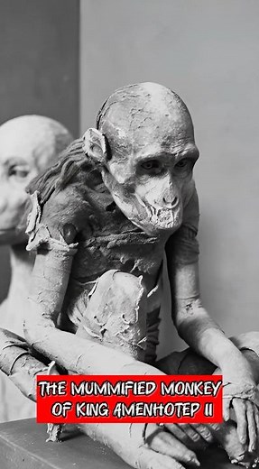 The Mummified Monkey of King Amenhotep II #ancientegypt #history 🚨