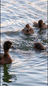 Diving lesson for Tufted Duck Ducklings. Fuller video with also Avocet chicks at link in story and previous post. | Langbein Wildlife
