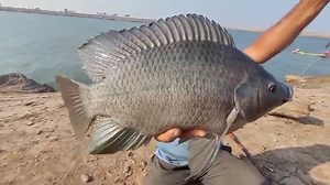 King size of river telapia fish #fish #fishing | Underground Hunter