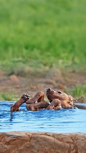 When the heat gets too much, even hyenas need a way to cool down! Watch as this playful group of hyenas turns a watering hole into their very own pool party. | Cute Tings