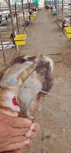 4.3K views · 83 reactions | #Goat_Dehorning_Process | Excel Agro services | Facebook