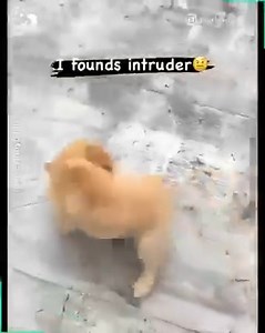 2.4K views · 122 reactions | Dog Spirit on Reels | Facebook