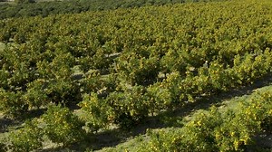 Sustainable, nature and drone of a lemon farm with natural, agro and greenery in environment. Landscape, aerial view and agriculture, eco friendly and organic plants with fruit in countryside.
