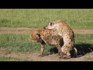 A rare and fascinating glimpse of Hyenas Mating