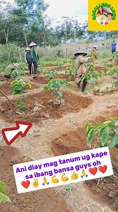 18K views · 53 reactions | Ani pag tanum ug kape sa patag guys oh❤❤❤ #highlight #farming #coffee #coffeelovers #highlights #farmers #deskarte #tanimlangngtanim | Caballero Lmdc | Facebook