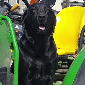 Cabbage Picking Has Begun | Butcher's Farm Market