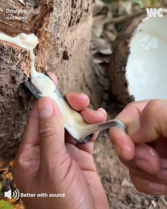 The Mesmerizing Process of Harvesting Rubber from Trees 🌴🌴 | Watercooler