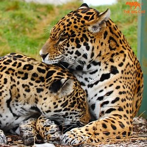 655K views · 10K reactions | "Kumal and Kedera have a very special relationship! 李 Both love to groom and kiss one another... until someone has had enough!" - The Big Cat Sanctuary | Help Asheville Bears-HAB | Facebook