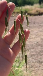 Milky oats oat straw medicinal benefits 🌿✨ More than just a breakfast! #herbalism #plantmedicine #foraging | Rooted Remembrance