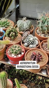 32 reactions · 3 comments | Seed pod harvest on my Astrophytum Myriostigma  #bikolanahardinera #cactuslover #plantas #Cactus #plantsmakepeoplehappy #cactusjack #seeds #cactusseed | Bikolanahardinera | Facebook
