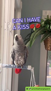 I love you CHEEKY💕🦜🤣Feel my love everyday - get my Symagirl merch today! I have adult and kids Ts, hoodies and mugs! Scroll when you’re there to find more of your favorite Symagear!#symontheafricangreyparrot #talkingparrot #funnyparrot #Africangreyparrot #birds #nonsroptalkongparrot #parrotsofinstagram #africanparrot #petsofinstagram #birds #cag #talkingbird #crazybird #birdsofinstagram #sillybird #parrots #pets #redbuttchicken #funnyparrot #crazyparrot #smartbird #happyparrot #talkingbird #c