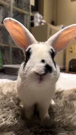 @the_beach_buns One entire year in foster care in our home! While we love Moo Moo to bits, we hope that someone will step forward to give him his furever home. Moo Moo is available for adoption through Rabbit Rescue Inc. at www.rabbitrescue.ca #moomoo #rabbitrescue #adopt #adoptdontshop #adoptingsaveslives #foster #fosterbunny #fosteringsaveslives #rescuedismyfavouritebreed #adoptme #adoptmoomoo #cowbunny #bunnycow | Rabbit Rescue Incorporated