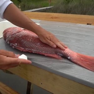 The Best Eating snapper! | Landshark Outdoors