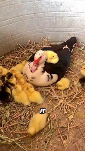 Funny Duck Antics: Amusing Animal Behavior