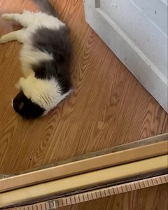 It appears that Algebra likes other cats. | Animal Education and Rescue