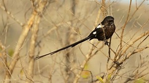 Magpie Shrike Urolestes Melanoleucus Perched On: стоковое видео (без лицензионных платежей), 1110820717 | Shutterstock