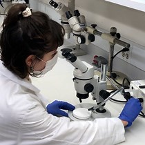 Investigating Mosquito Salivary Glands for Di - JoVE Journal