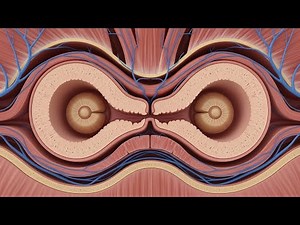 The clitoris: the most misunderstood organ of the human body (science has spoken)