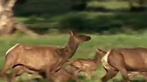 1.2K views · 76 reactions | Grizzly Bear Attacks Prey | AnimalsWow | Facebook