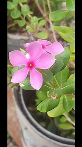 41 reactions · 11 shares | "Periwinkle petals, a touch of tranquility." #PeriwinkleBlooms #NatureInBloom #FlowerMagic #GardenDelights #BotanicalBeauty #FlowerPhotography #PeriwinkleHues #FlowerPower #NatureLovers #SpringFlowers | Blooming Nature Tales | Facebook