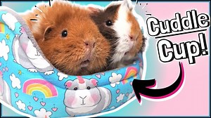 How to Make Your Own Guinea Pig Cuddle Cup Beds: Tutorial and Sewing Pattern! - Random Discovery on vTomb
