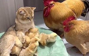 330K views · 8.4K reactions | Awwwww  | Animal and Nature Lovers | Facebook