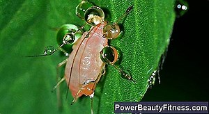 Was Sind Einige Nebenwirkungen Von Steel-Libido? 💪💪 Alles Über Fitness Und Gesunde Lebensweise - 2025