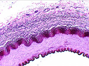 Anatomy & Physiology