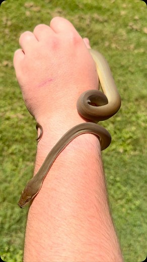 When he behaves for the camera 📸 👌 🐍olive python🐍ollie #olivepythonsaustralia | Absolute Scales NQLD