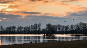 Graceful Flock White Swans Taking Flight : vidéo de stock (100 % libre de droit) 3736332987 | Shutterstock