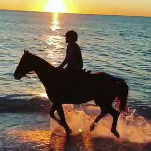 133K views · 1.9K reactions | « Wilding on the beach.............. A sunset can save your life.☄️ #horses #sunset #nature #beach #life #love #facts » -Madonna | Madonna | Facebook